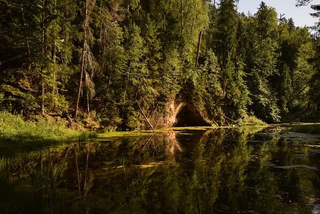 Latvijas mežs - AS VERTEX strādā ar dabas saglabāšanu prātā